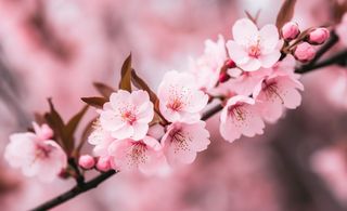 樱花盛开的壁纸插画背景