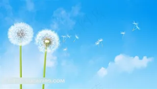 蓝天白云蒲公英图片