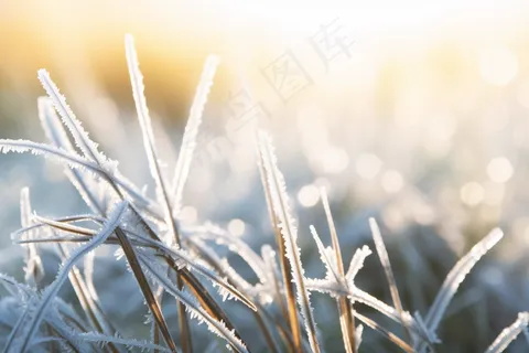 白霜植物叶子雾凇摄影图