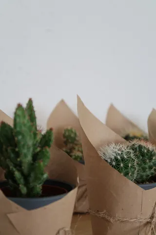 绿色仙人掌仙人球摄影素材