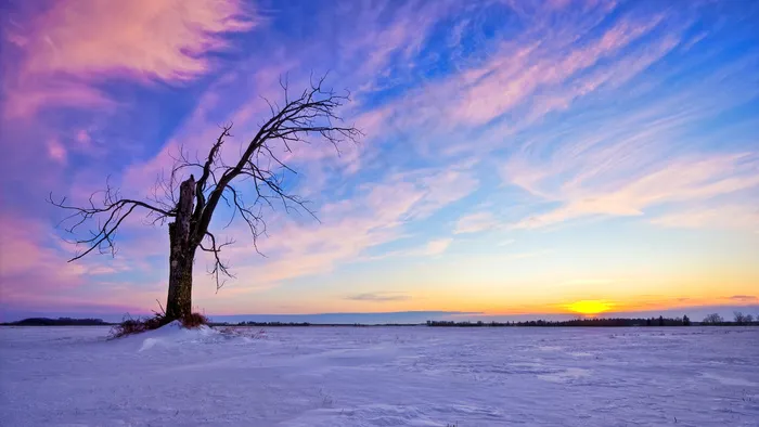 lonelyoldtreesunset