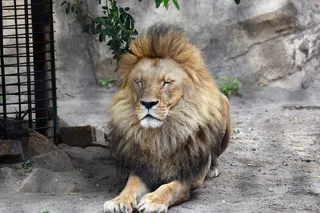 动物园野生狮子图片