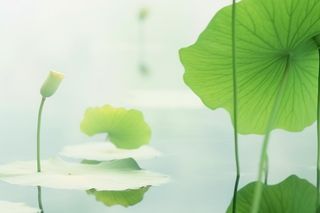 荷叶简约清新淡绿色背景