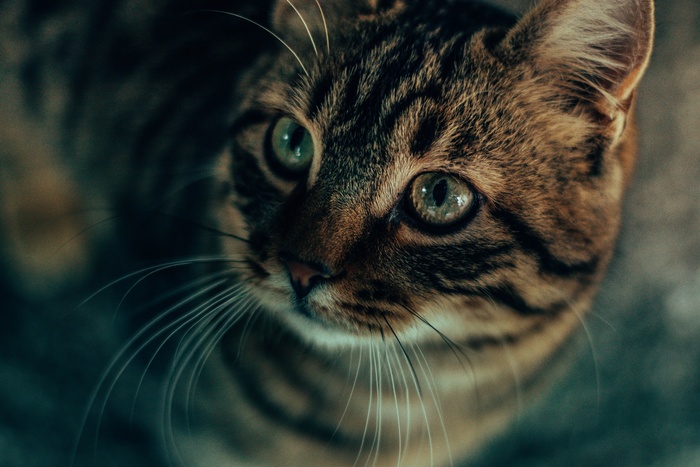 可爱猫咪猫猫摄影素材