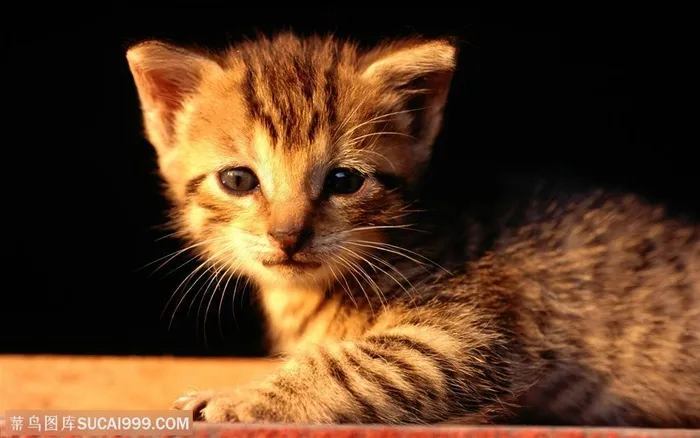 小猫的图片