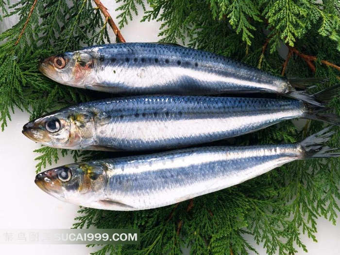 海鲜鱼摄影素材