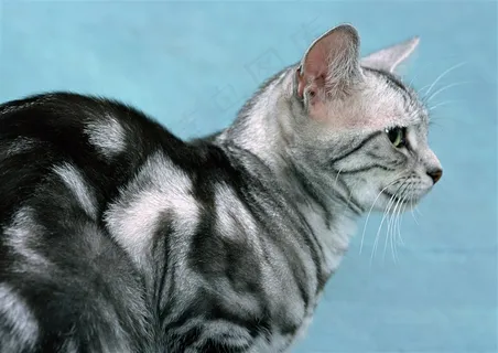 猫血统jpg素材 猫血统jpg素材