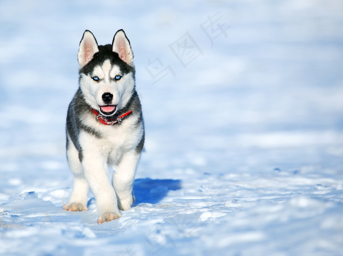 雪橇犬图片