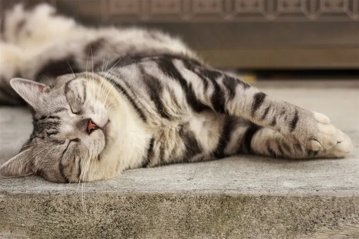 宠物猫可爱图片素材