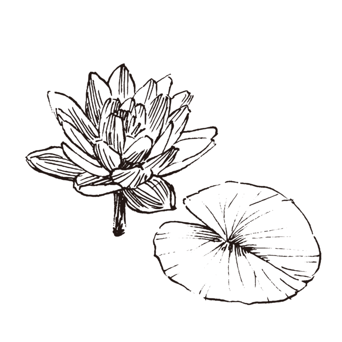 线条草本花卉手绘植物-水莲花