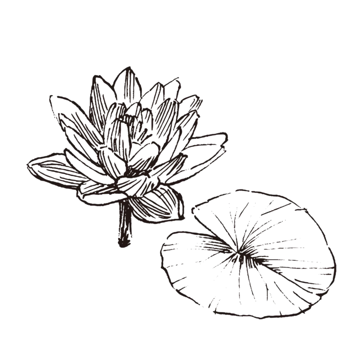 线条草本花卉手绘植物-水莲花