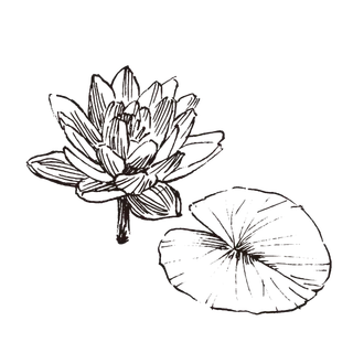 线条草本花卉手绘植物-水莲花
