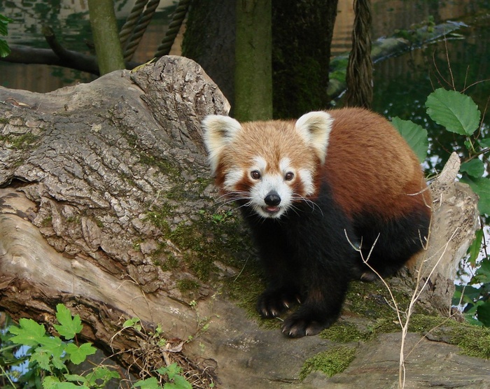 高清摄影可爱的小熊猫