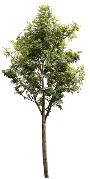 树木树枝树叶免扣素材