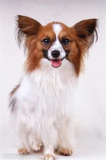 小型犬-舔着舌头的狗狗