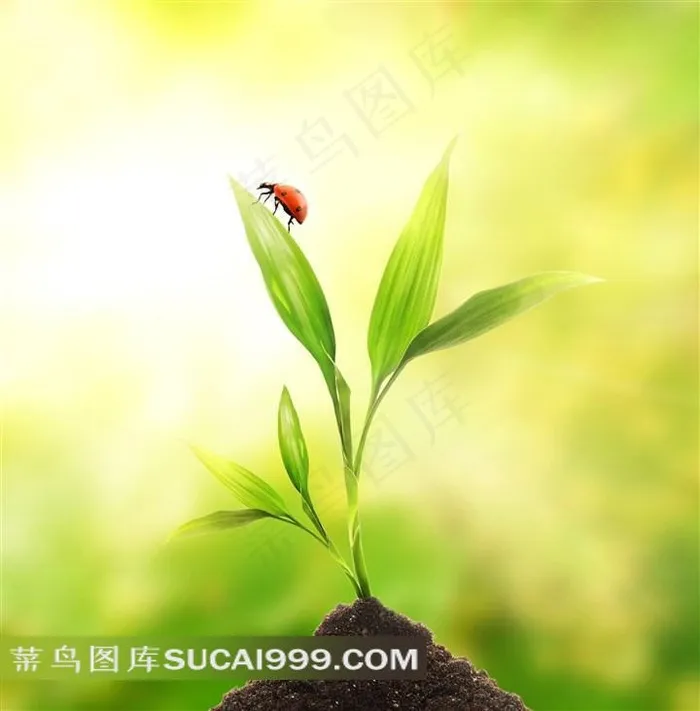 绿色叶子小草瓢虫图片下载