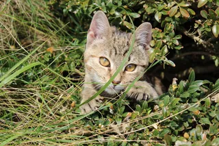 可爱花狸猫图片