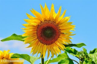 唯美蓝天一朵向日葵图片