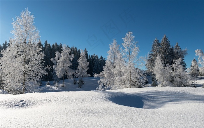 风雪后的树林
