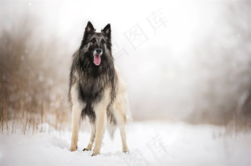 品种边牧牧羊犬狗狗图片素材