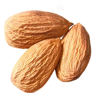扁口核桃免抠图片