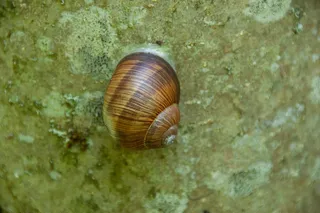 蜗牛爬行摄影图片