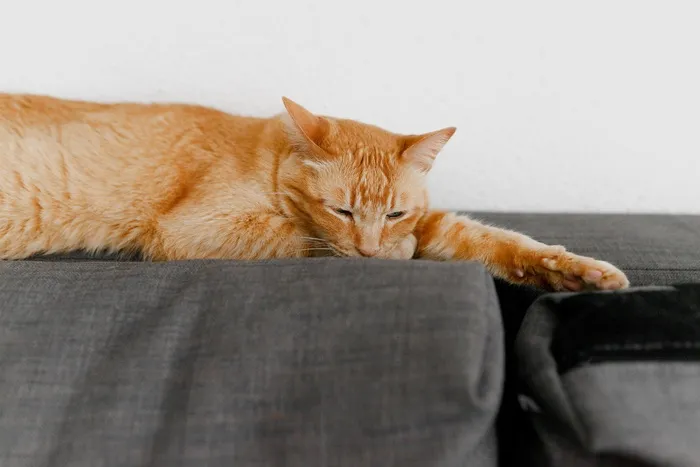 可爱猫咪猫猫摄影素材