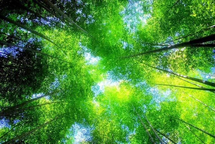 高清唯美竹林风景图片