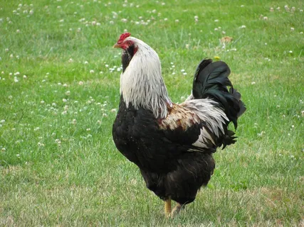 鸡母公鸡走地鸡散养鸡鸡肉农村牧场小鸡