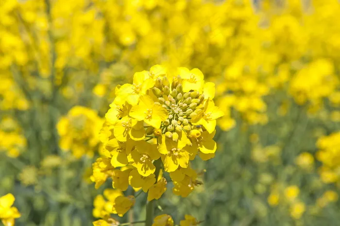 唯美黄色油菜花图片