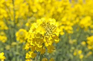 唯美黄色油菜花图片