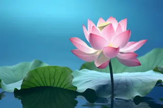 荷花荷叶摄影图