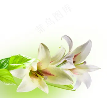 漂亮百合花高清图片 漂亮百合花高清图片