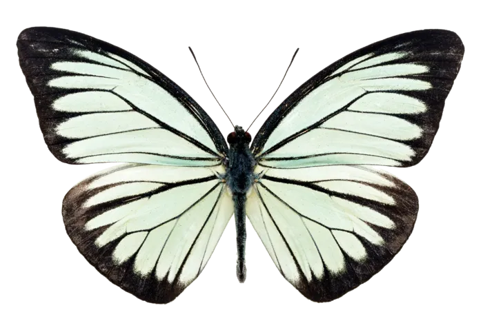 蝴蝶 彩蝶 花蝴蝶 动物 昆虫 免抠