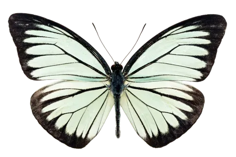 蝴蝶 彩蝶 花蝴蝶 动物 昆虫 免抠