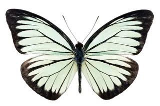 蝴蝶 彩蝶 花蝴蝶 动物 昆虫 免抠