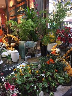 展会花草摆设 展会花草摆设