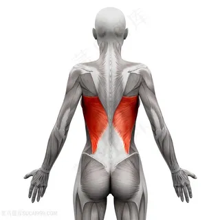 女性人体后背腰部肌肉透视图片