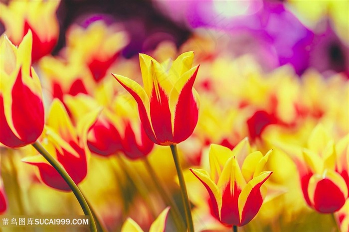 高清金黄郁金香花海图片