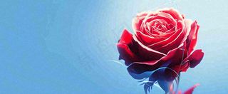 红玫瑰蓝色天空白云唯美，鲜花