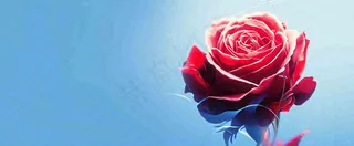 红玫瑰蓝色天空白云唯美，鲜花