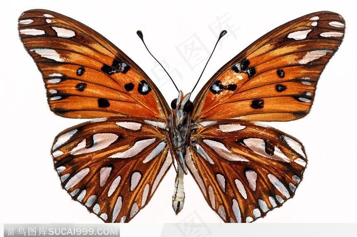 蝴蝶标本（彩蝶）