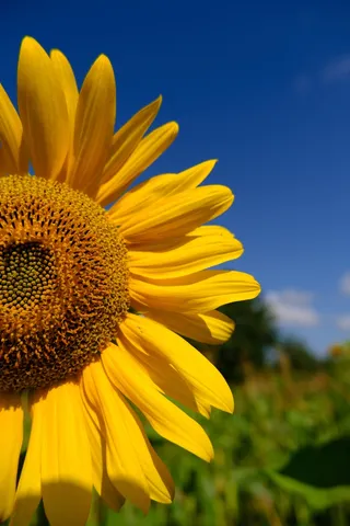 黄色向日葵摄影素材