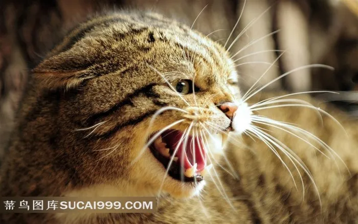 发怒的灰色小花猫