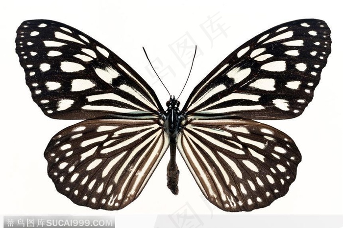 蝴蝶标本（花蝴蝶）