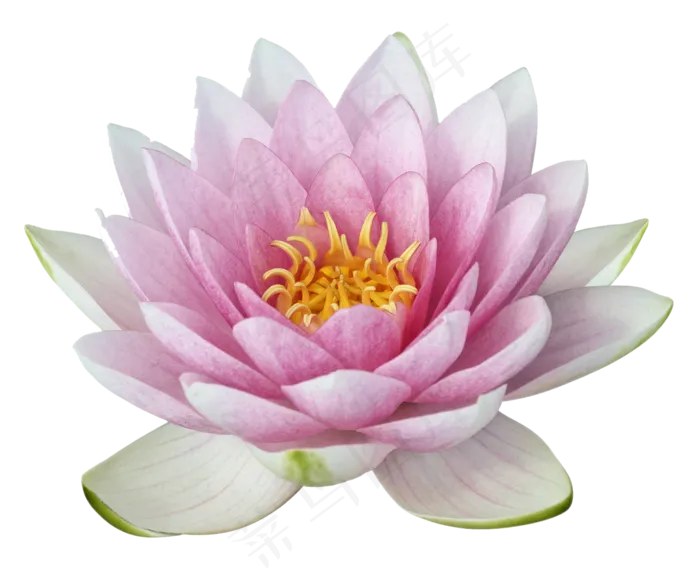 荷花素材 免抠 荷花 复古 中国风 莲花 荷叶 