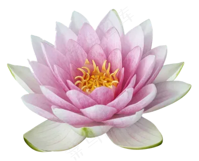 荷花素材 免抠 荷花 复古 中国风 莲花 荷叶 