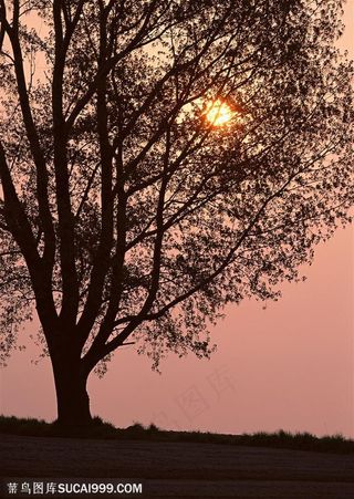 自然风景-夕阳下的一棵树局部特写