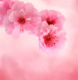 红色梅花的图片下载 红色梅花的图片下载