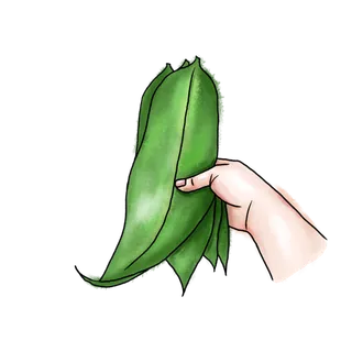 端午节包粽子粽叶假日免扣元素